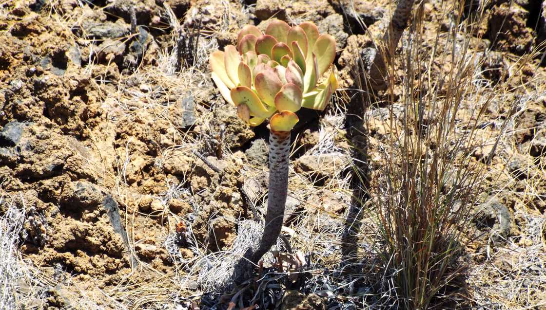A Tenerife (Canarie):  Aeonium sp e A. ubicum (Crassulaceae)