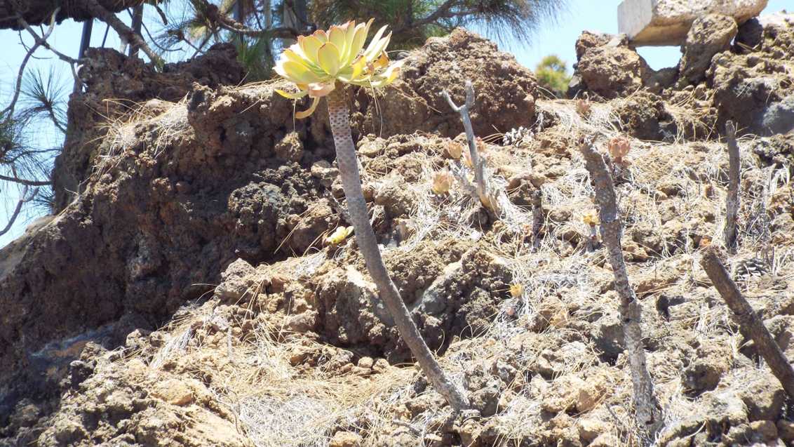 A Tenerife (Canarie):  Aeonium sp e A. ubicum (Crassulaceae)