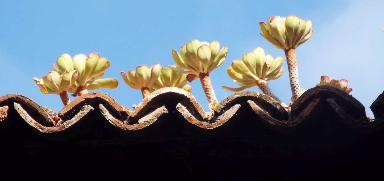 A Tenerife (Canarie):  Aeonium sp e A. ubicum (Crassulaceae)