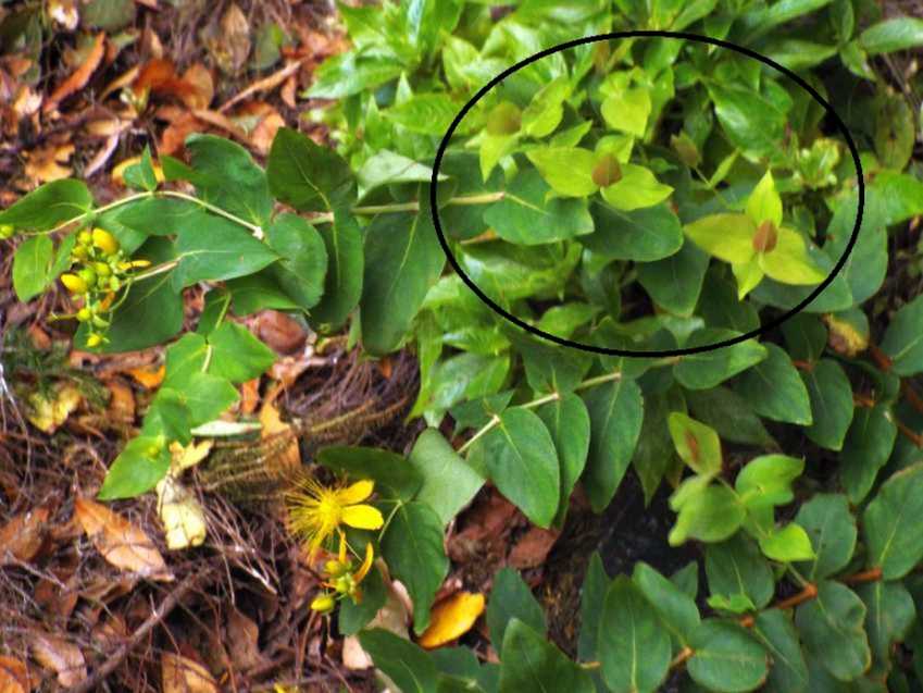 Da Tenerife (Canarie):   Hypericum grandifolium