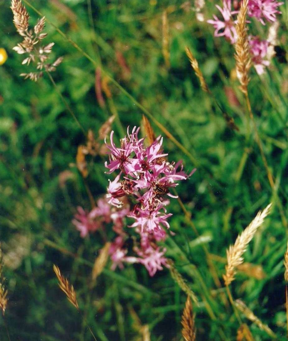 Dalle Shetland: Lychnis flos-cuculi (Caryophyllaceae)