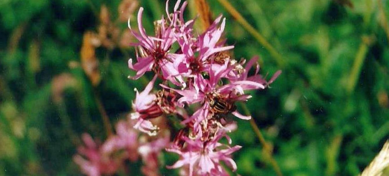 Dalle Shetland: Lychnis flos-cuculi (Caryophyllaceae)