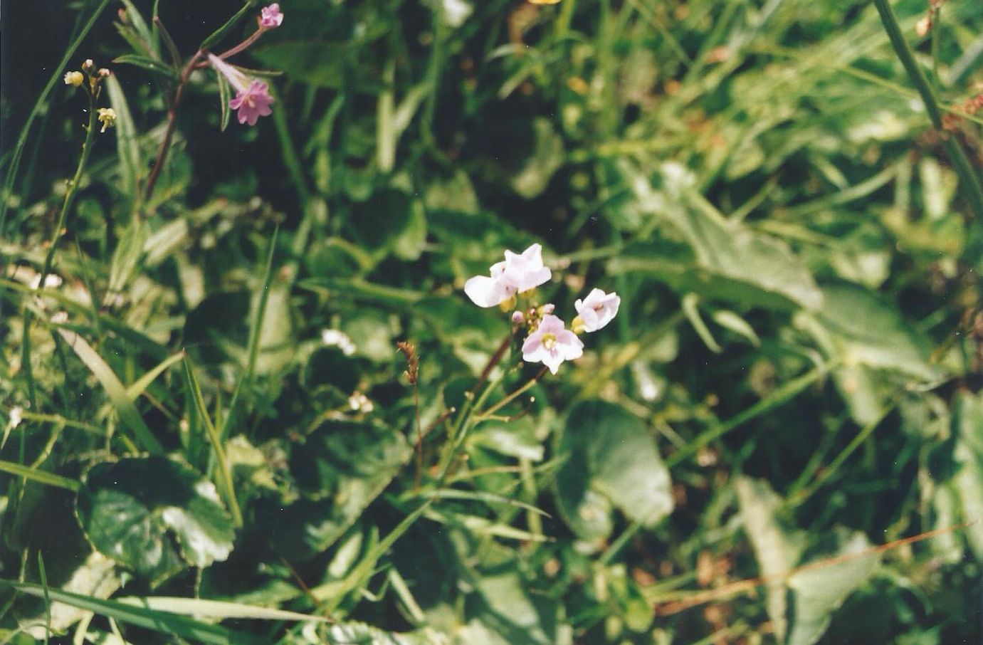 Dalle Shetland: Cardamine pratensis (Brassicaceae)