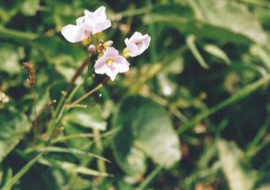 Dalle Shetland: Cardamine pratensis (Brassicaceae)