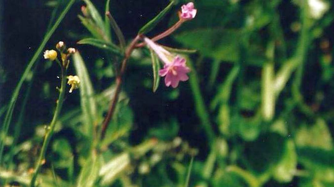 Dalle Shetland: Epilobium palustre (Onagraceae)