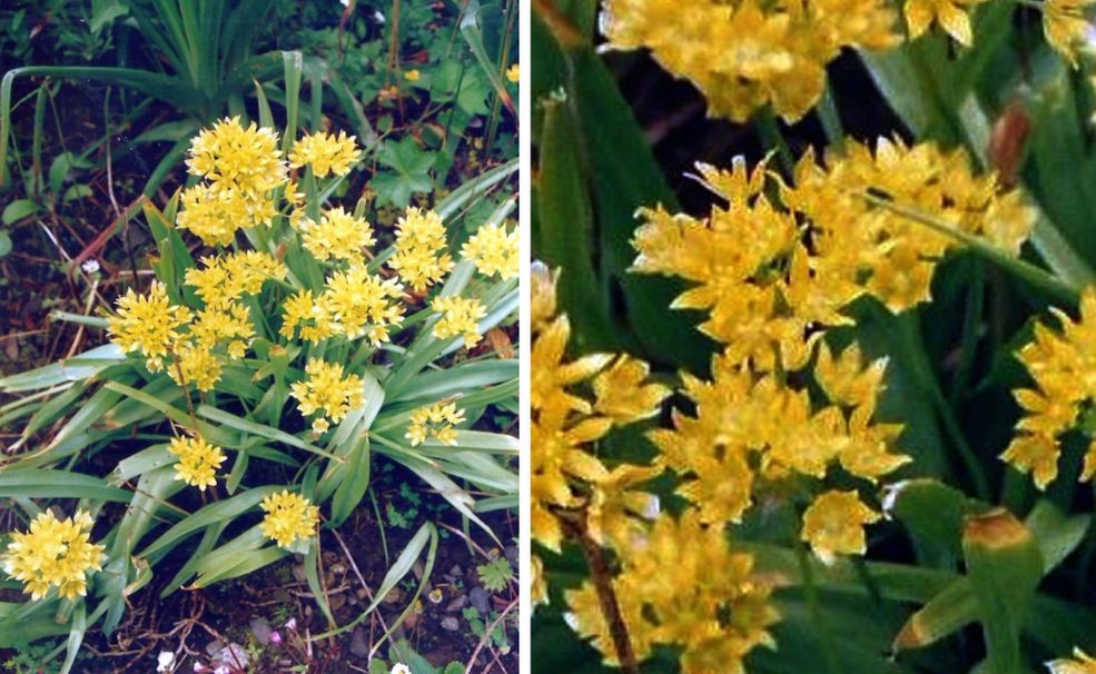 Dalle Shetland: cv di Allium moly (Amaryllidaceae)