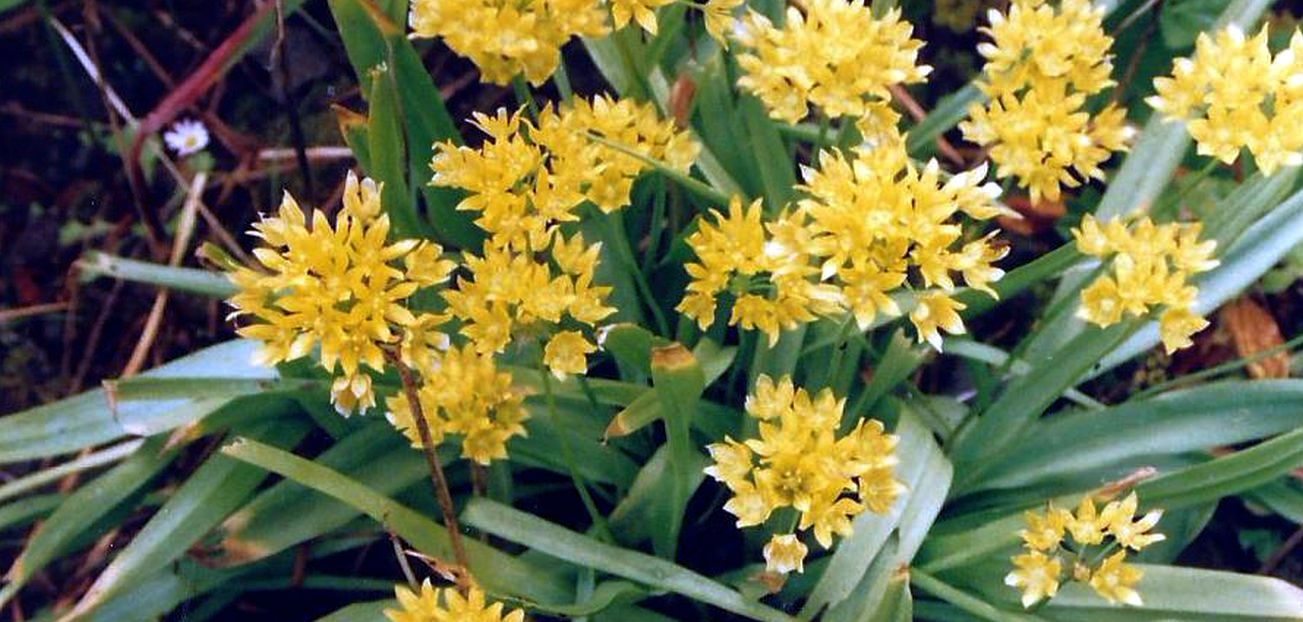 Dalle Shetland: cv di Allium moly (Amaryllidaceae)