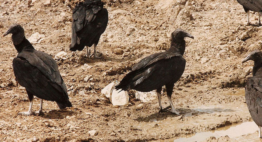 Identificazione - uccello(USA)