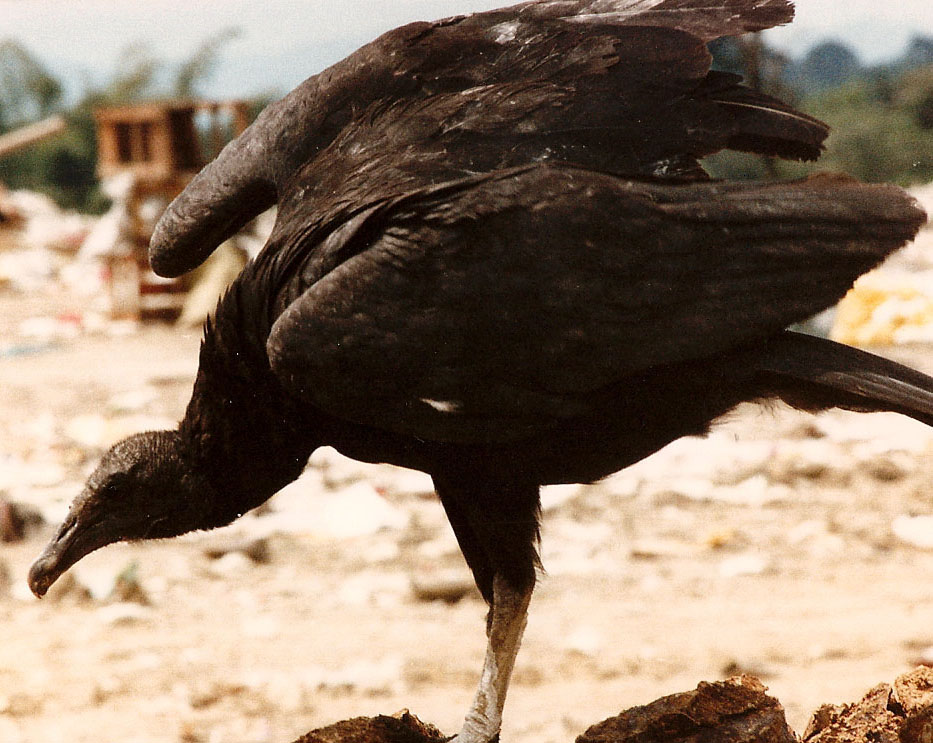 Identificazione - uccello(USA)