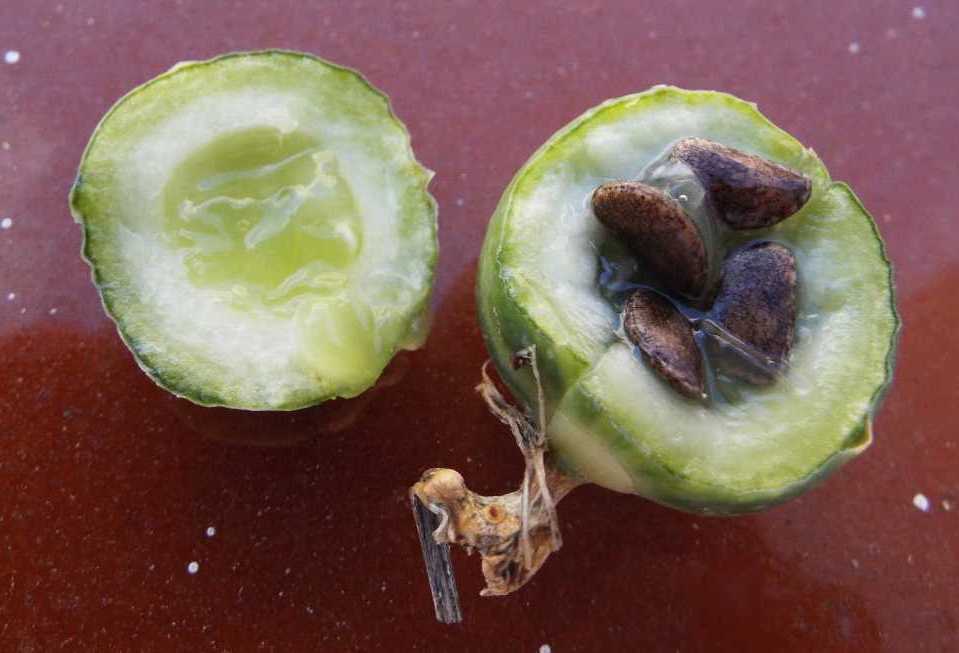 Da Tenerife (Canarie):  Bryonia verrucosa (Cucurbitaceae)