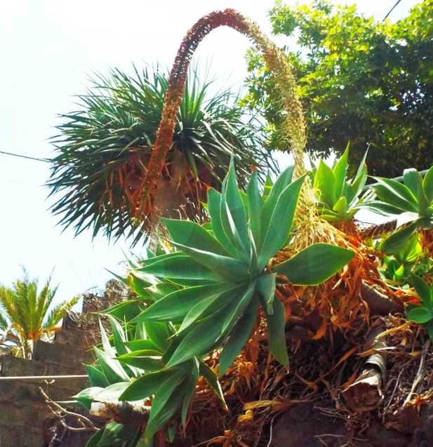 Da Tenerife (Canarie): Agave attenuata (Liliales Agavaceae)