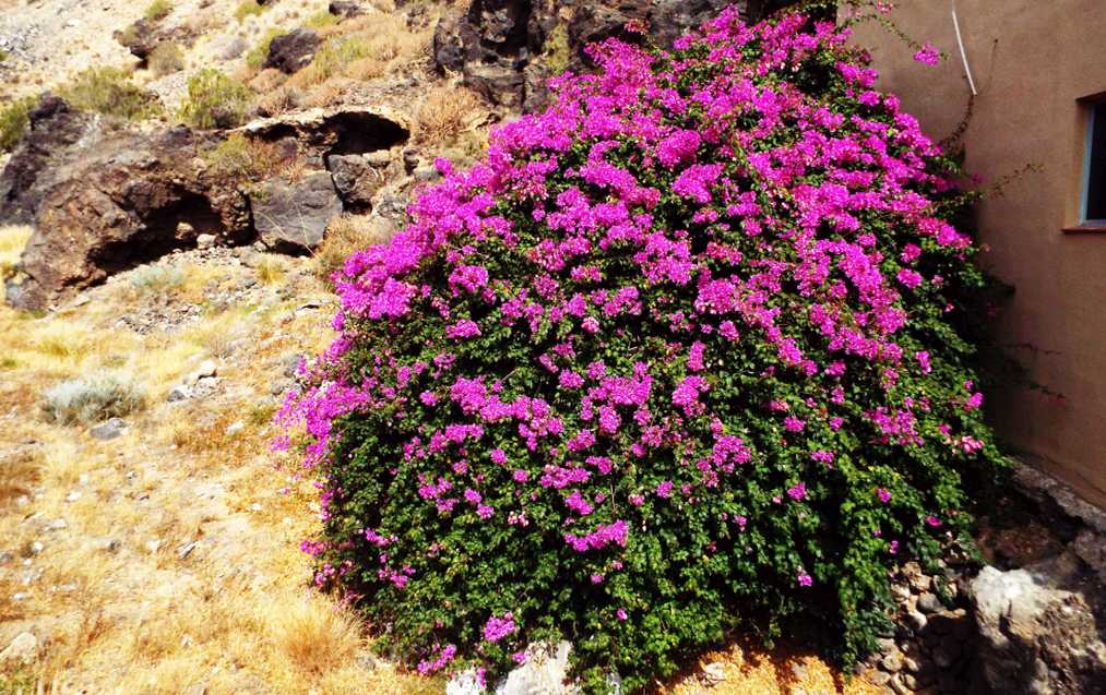 Da Tenerife (Canarie):  Bougainvillea sp. (Nyctaginaceae)