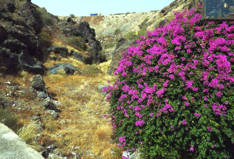 Da Tenerife (Canarie):  Bougainvillea sp. (Nyctaginaceae)