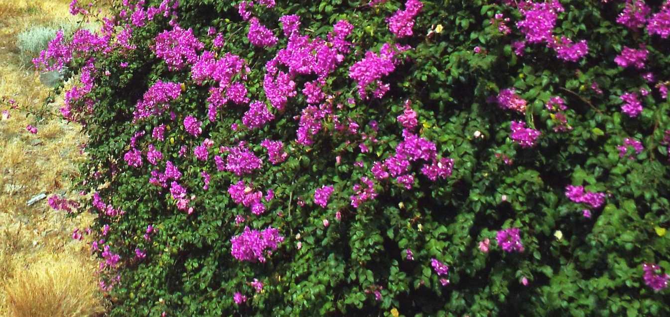 Da Tenerife (Canarie):  Bougainvillea sp. (Nyctaginaceae)