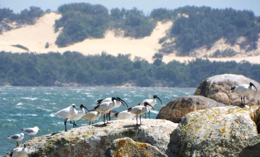 Uccelli australiani 1