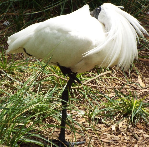 Uccelli australiani 1