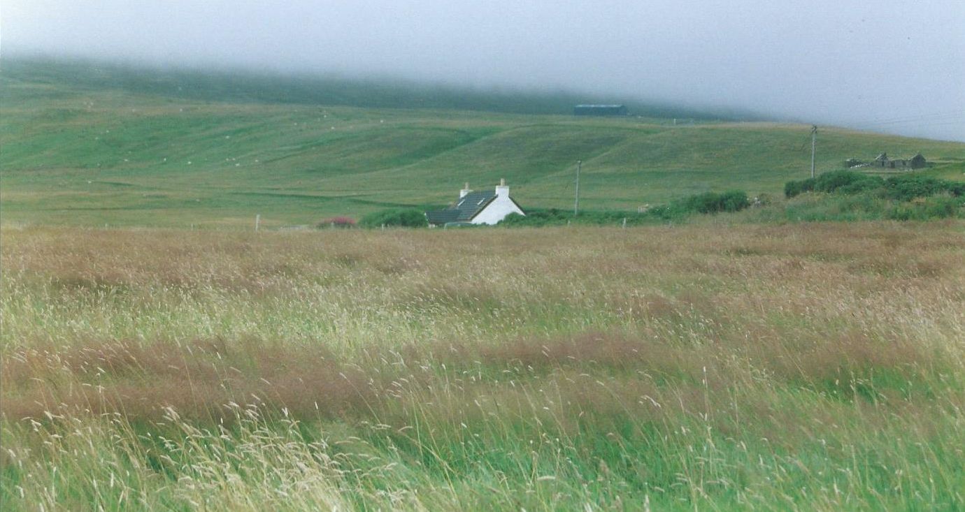Dalle Shetland: cv di Alstroemeria aurea (=aurantica)