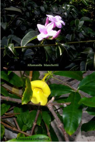 Bei fiori violacei   messicani - Allamanda blanchetii