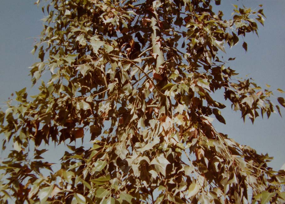 Alto albero dell''Arizona - Brachychiton populneus