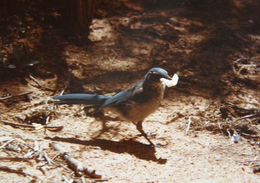 Uccelli dell''Arizona da identificare 03