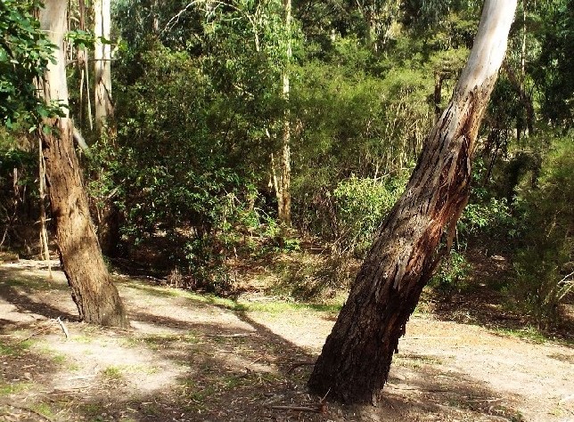 Alberi australiani: tutti Eucalyptus?