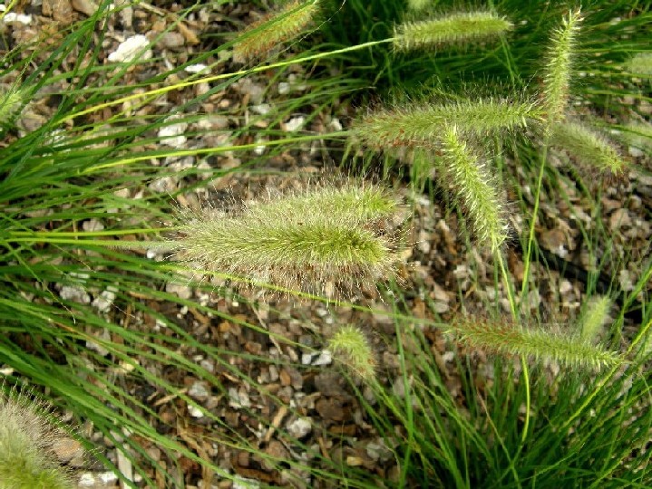 Aiuole milanesi 2