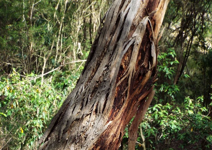 Alberi australiani: tutti Eucalyptus?