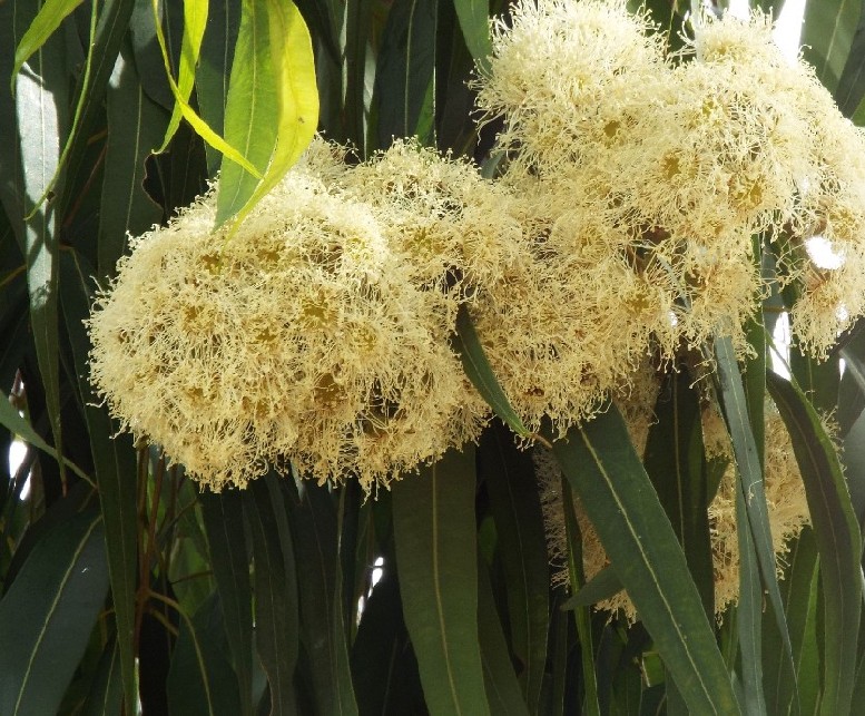 Alberi australiani: tutti Eucalyptus?