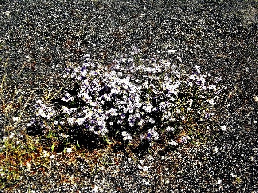 Fiore dello Yellowstone National Park (USA) - 04