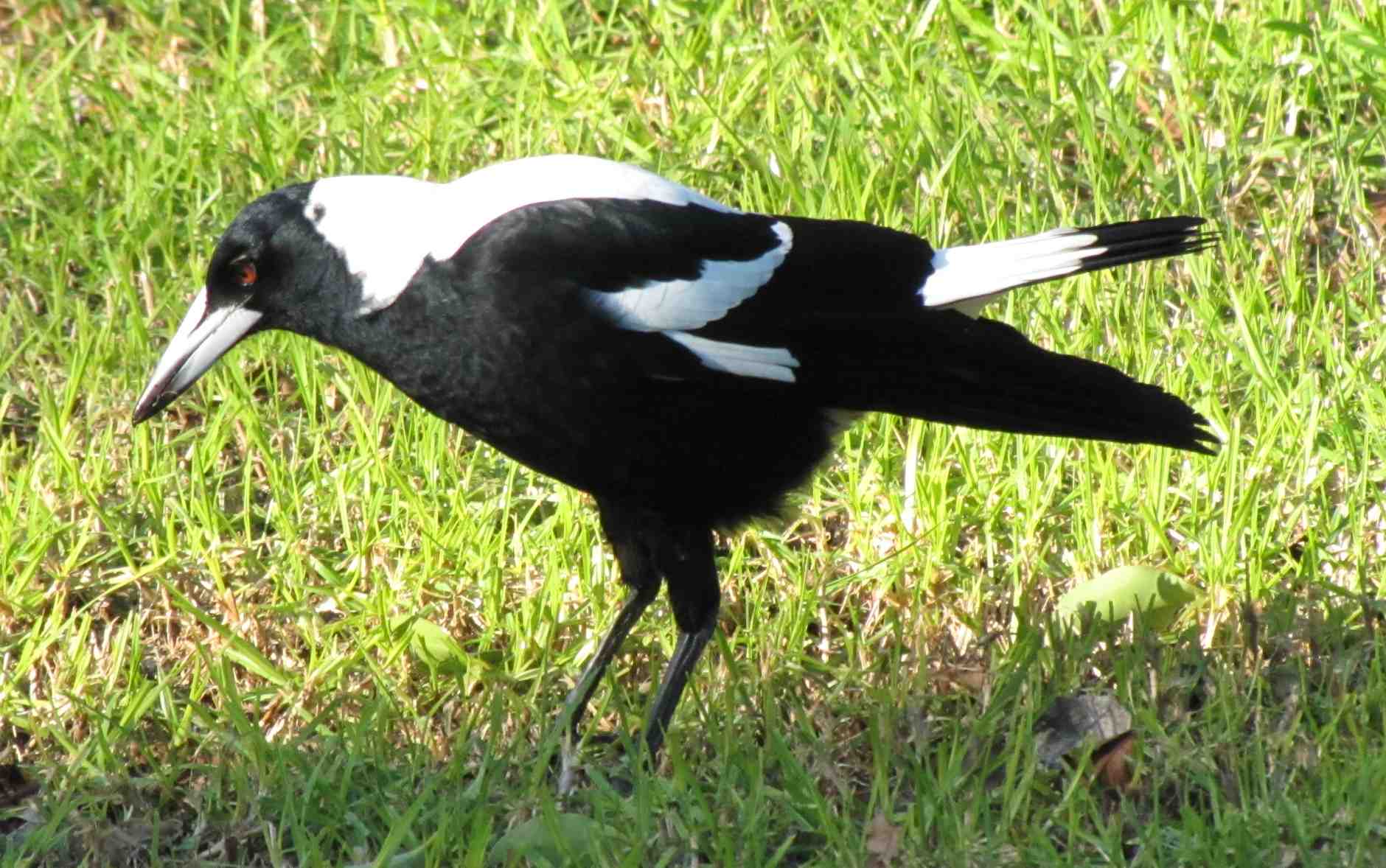 Uccello australiano 3