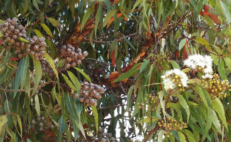 Alberi australiani: tutti Eucalyptus?