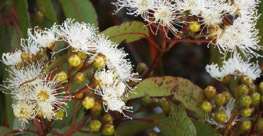 Alberi australiani: tutti Eucalyptus?