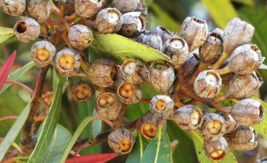 Alberi australiani: tutti Eucalyptus?