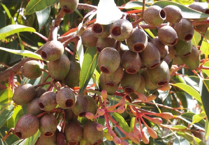 Alberi australiani: tutti Eucalyptus?