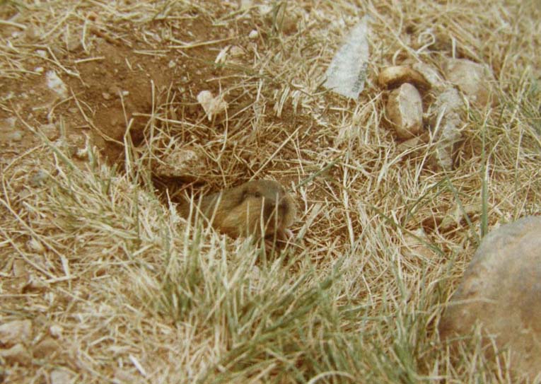 Piccoli mammiferi dell''Arizona