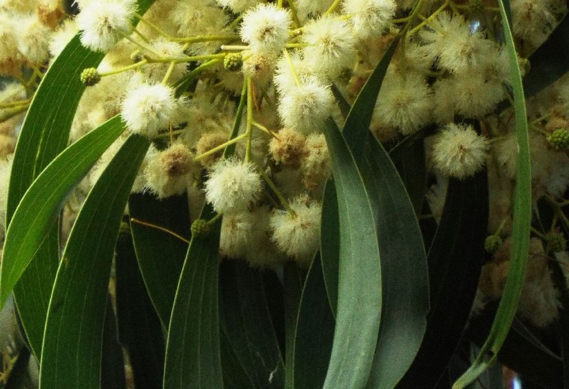 Alberi australiani: tutti Eucalyptus?