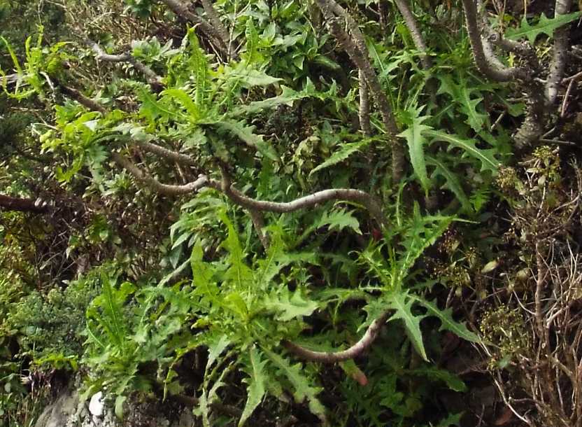 Da Tenerife (Canarie):  Sonchus congestus (Asteraceae)