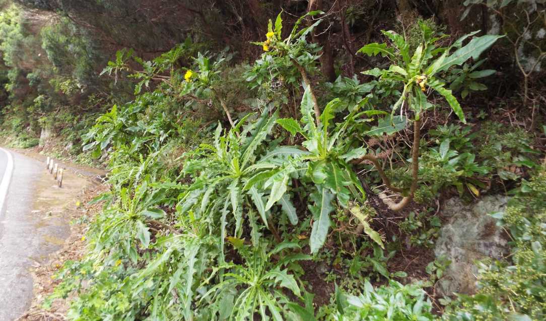 Da Tenerife (Canarie):  Sonchus congestus (Asteraceae)