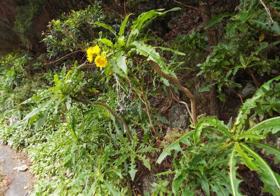 Da Tenerife (Canarie):  Sonchus congestus (Asteraceae)