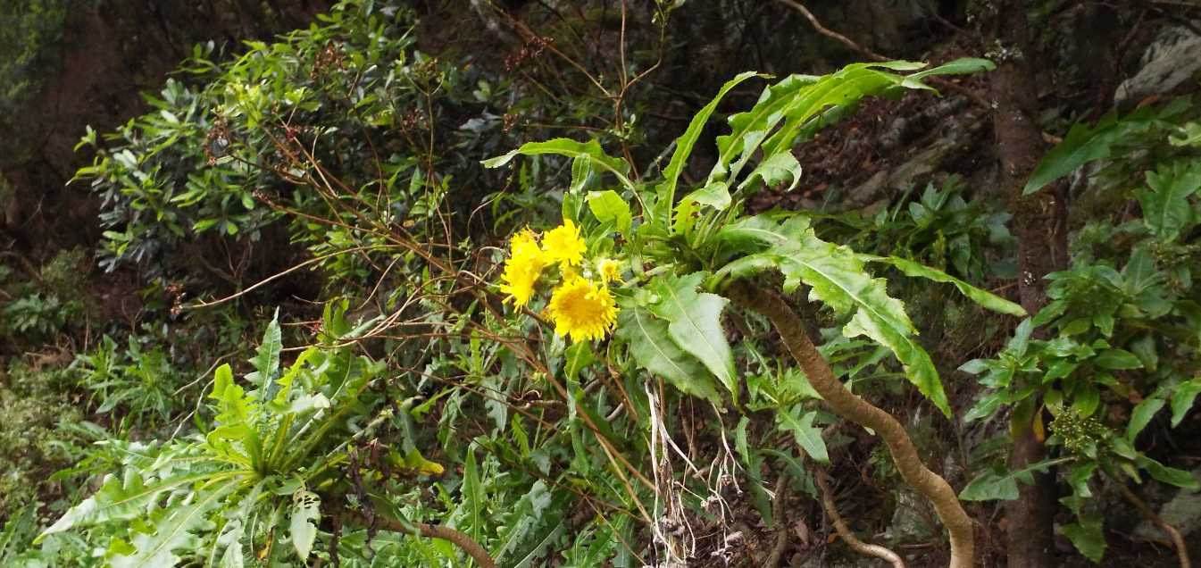 Da Tenerife (Canarie):  Sonchus congestus (Asteraceae)