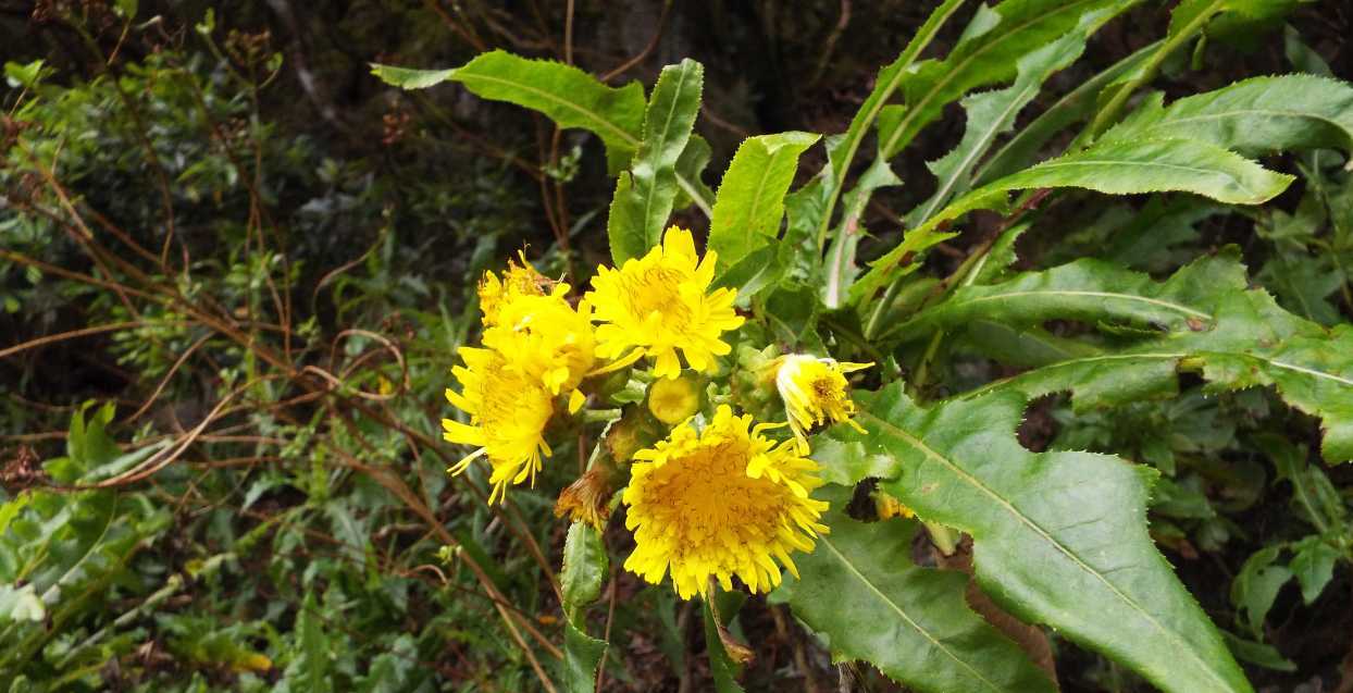 Da Tenerife (Canarie):  Sonchus congestus (Asteraceae)