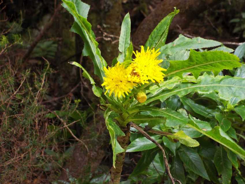 Da Tenerife (Canarie):  Sonchus congestus (Asteraceae)