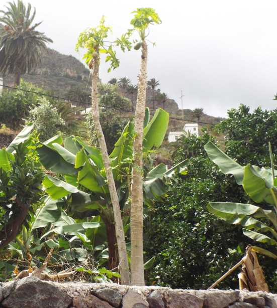 Da La Gomera (Canarie):  cv. di Carica papaya (Caricaceae)♂♀