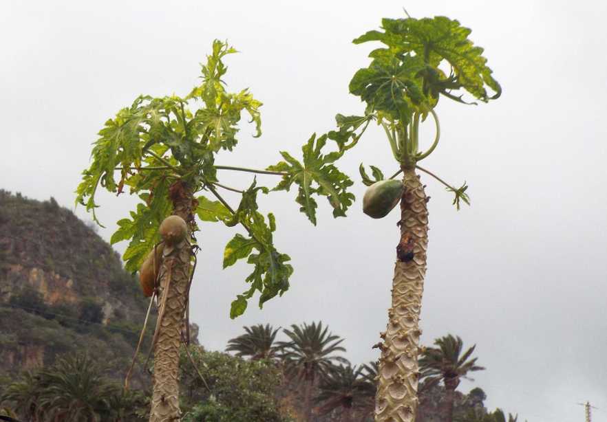 Da La Gomera (Canarie):  cv. di Carica papaya (Caricaceae)♂♀