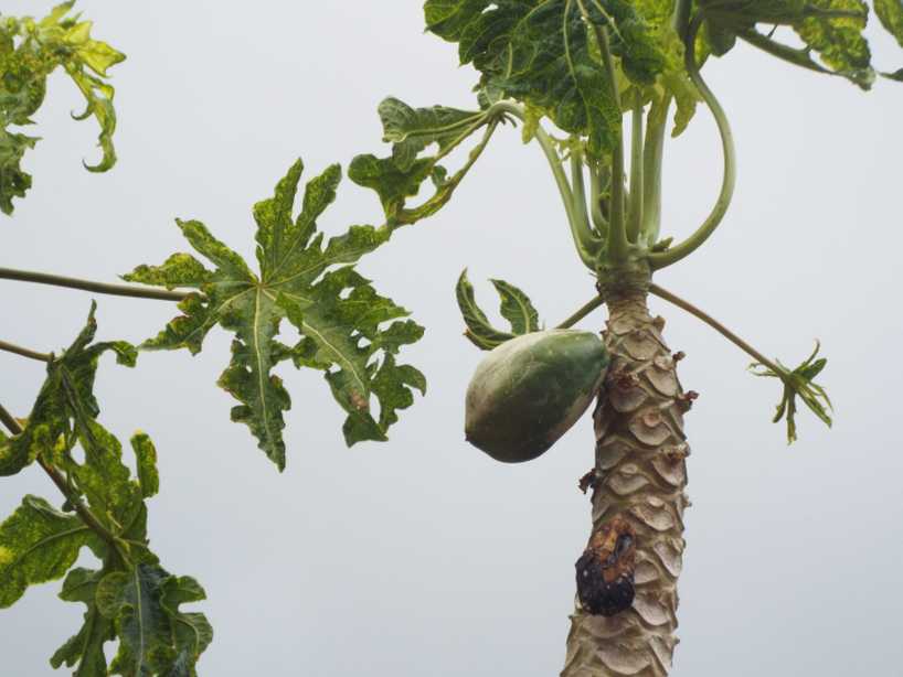 Da La Gomera (Canarie):  cv. di Carica papaya (Caricaceae)♂♀