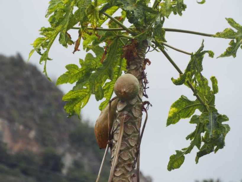 Da La Gomera (Canarie):  cv. di Carica papaya (Caricaceae)♂♀