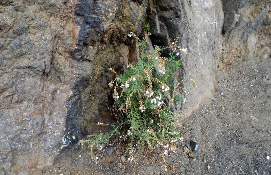 Da La Gomera (Canarie): Campylanthus salsoloides (Plantaginaceae)