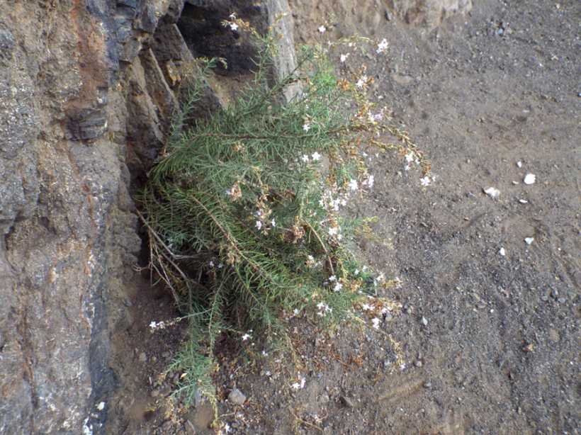 Da La Gomera (Canarie): Campylanthus salsoloides (Plantaginaceae)