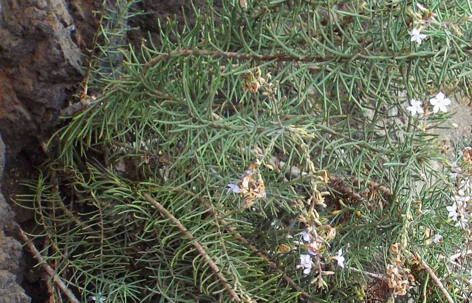 Da La Gomera (Canarie): Campylanthus salsoloides (Plantaginaceae)