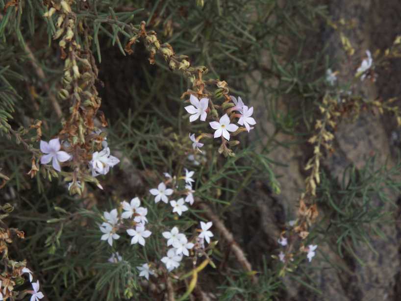 Da La Gomera (Canarie): Campylanthus salsoloides (Plantaginaceae)